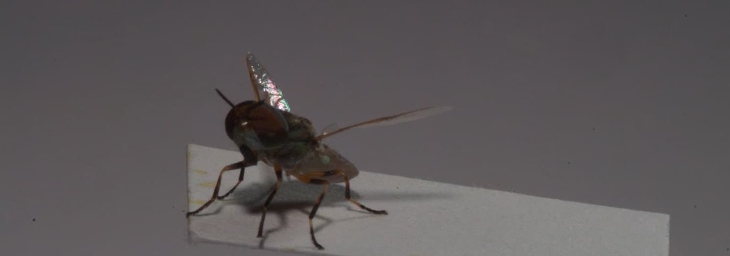 Imagem provisória da aplicação Agro e entomologia